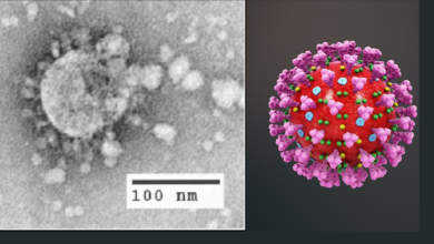 Photo of Coronavirus (Covid-19) invaded our world but do you know there is 5 other deadly virus that mankind had battled?